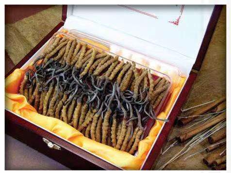 梨树冬虫夏草回收